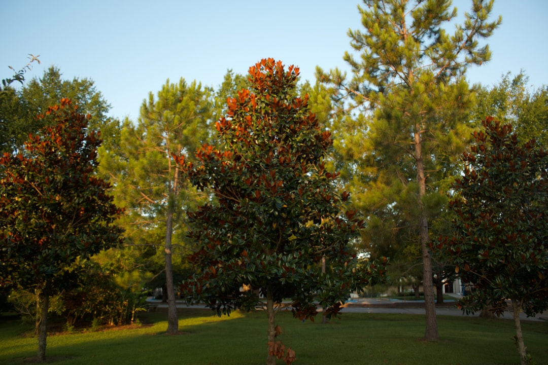 Photo Magnolia trees